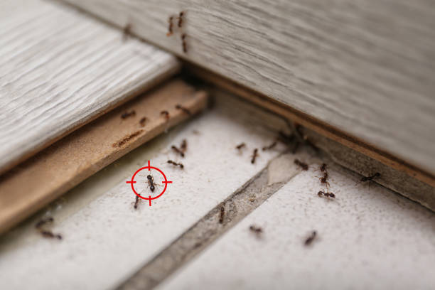Best Pest Control for Businesses  in Heflin, AL